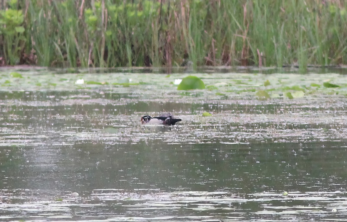 Wood Duck - ML619742825