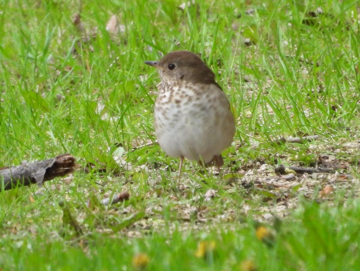 Gray-cheeked Thrush - ML619742827