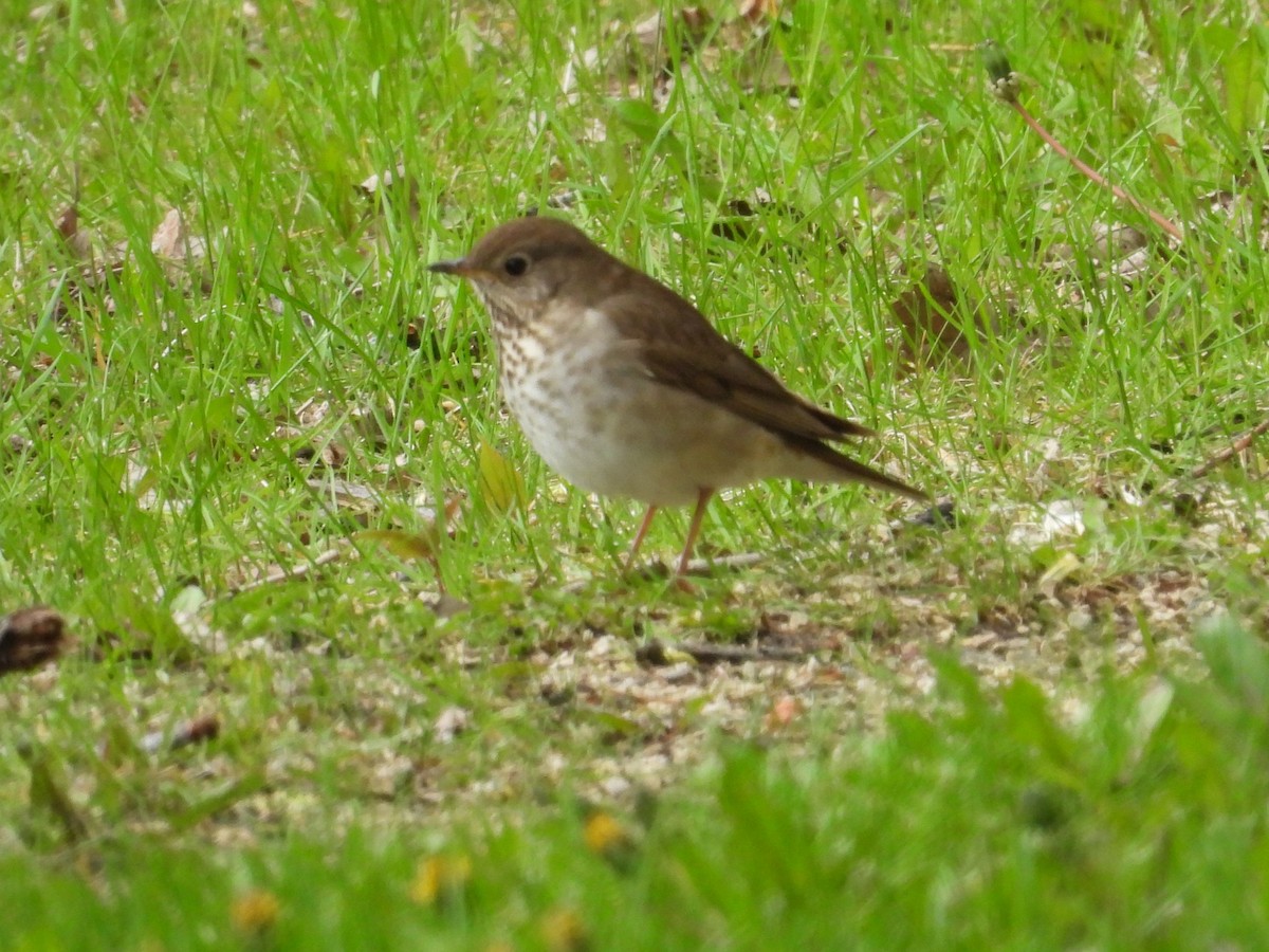 Gray-cheeked Thrush - ML619742828