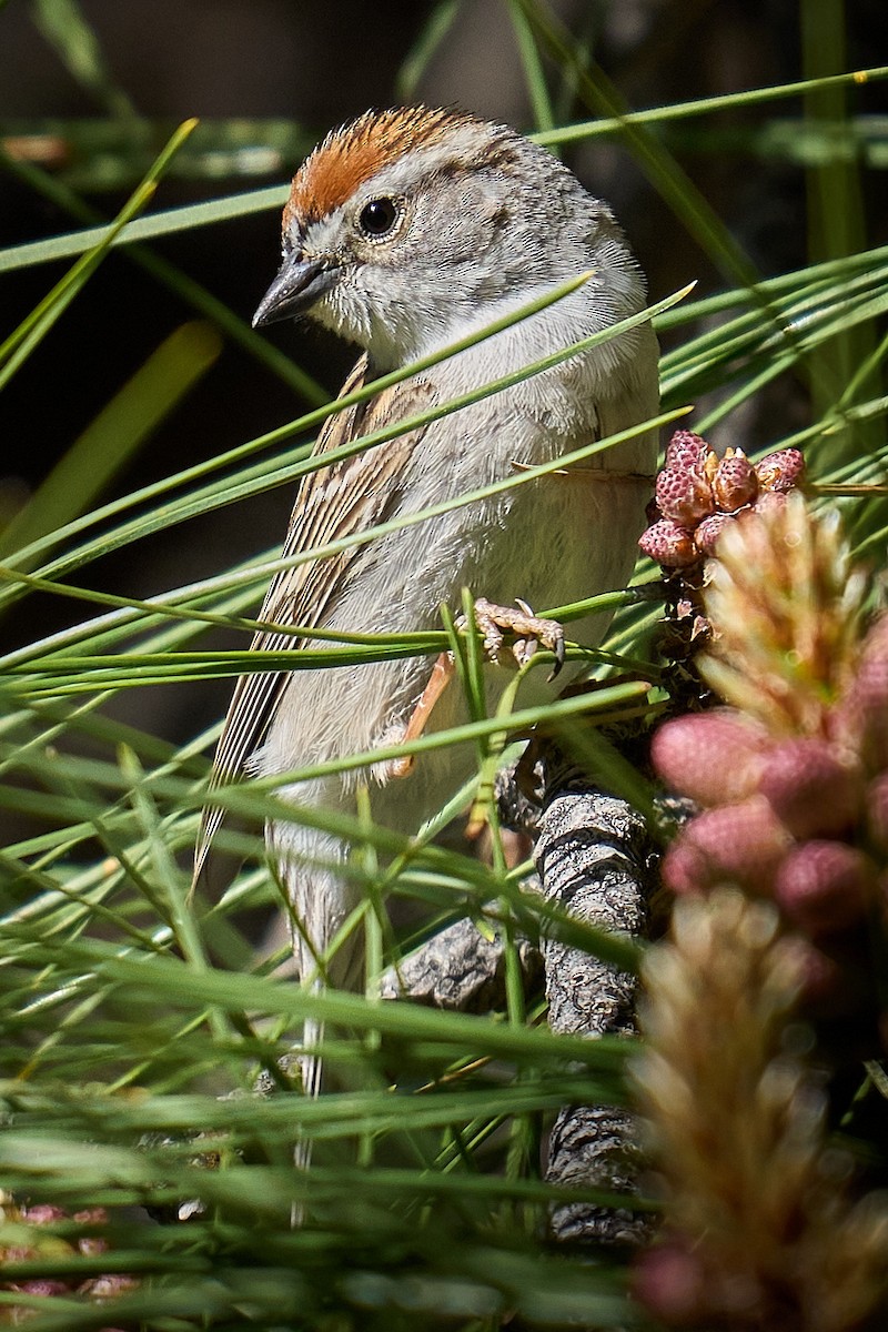 Chipping Sparrow - ML619742835