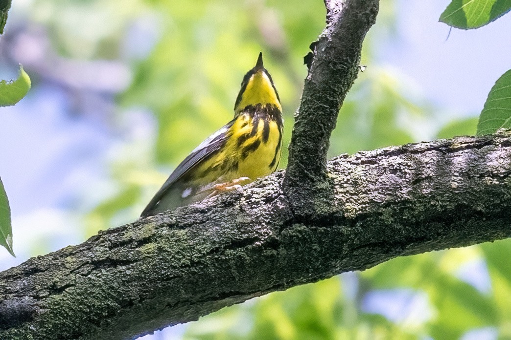 Magnolia Warbler - ML619742837