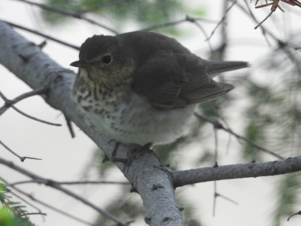 Swainson's Thrush - ML619742850