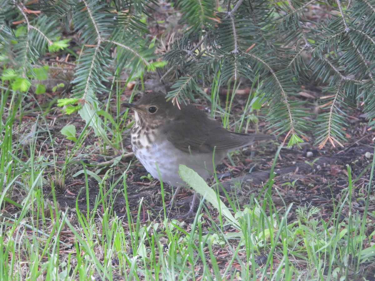 Swainson's Thrush - ML619742852