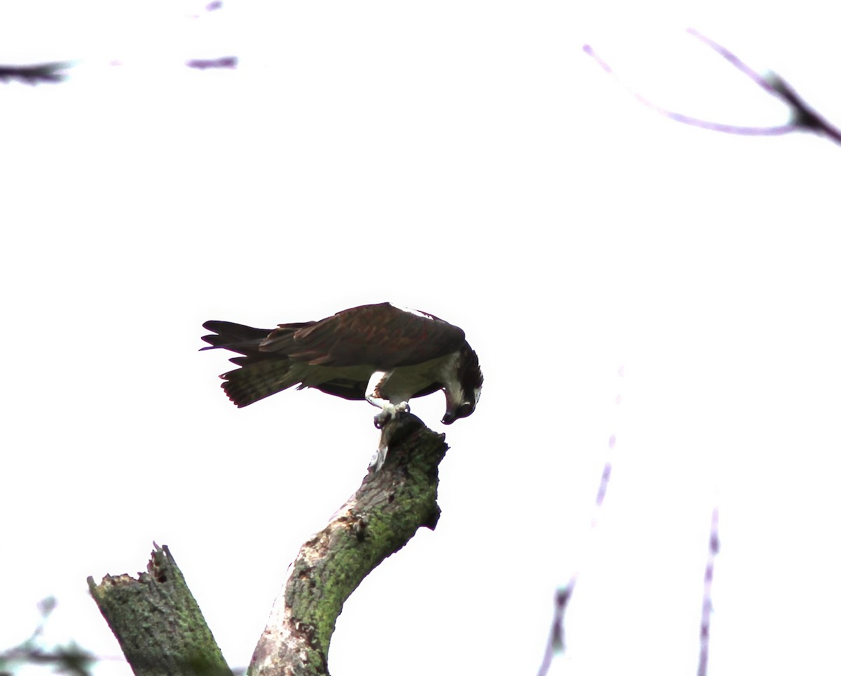 Águila Pescadora - ML619742856