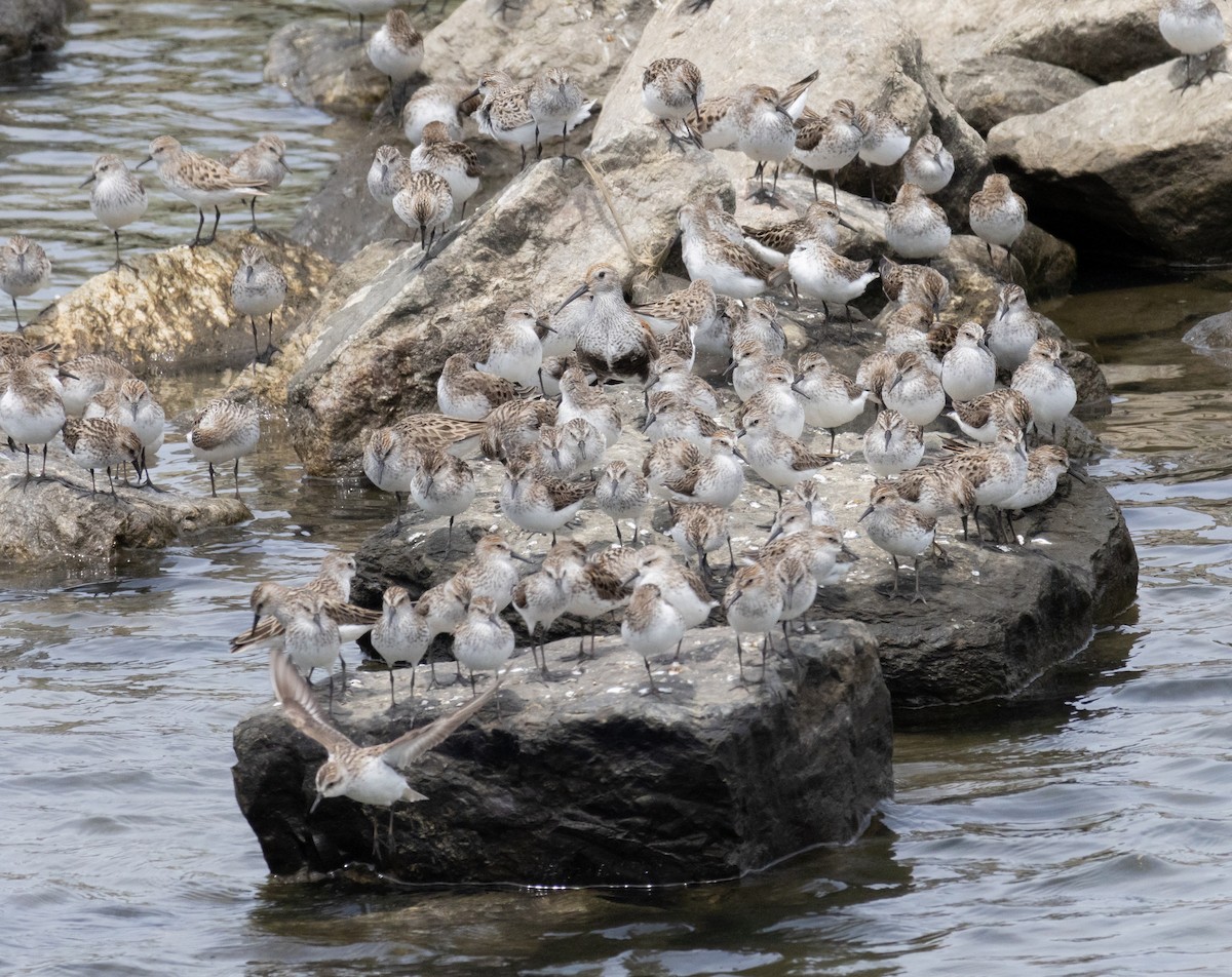 Dunlin - ML619742861