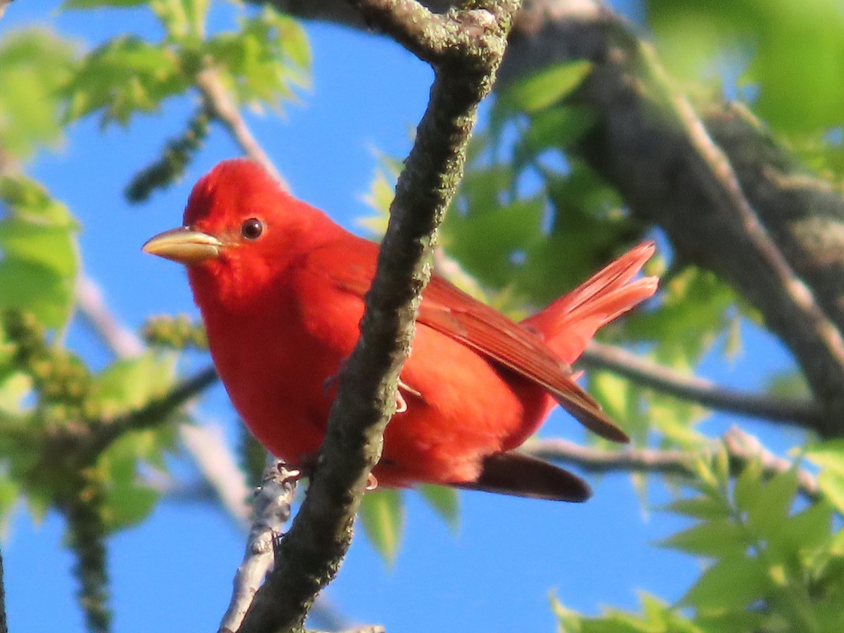 Piranga Roja - ML619742862