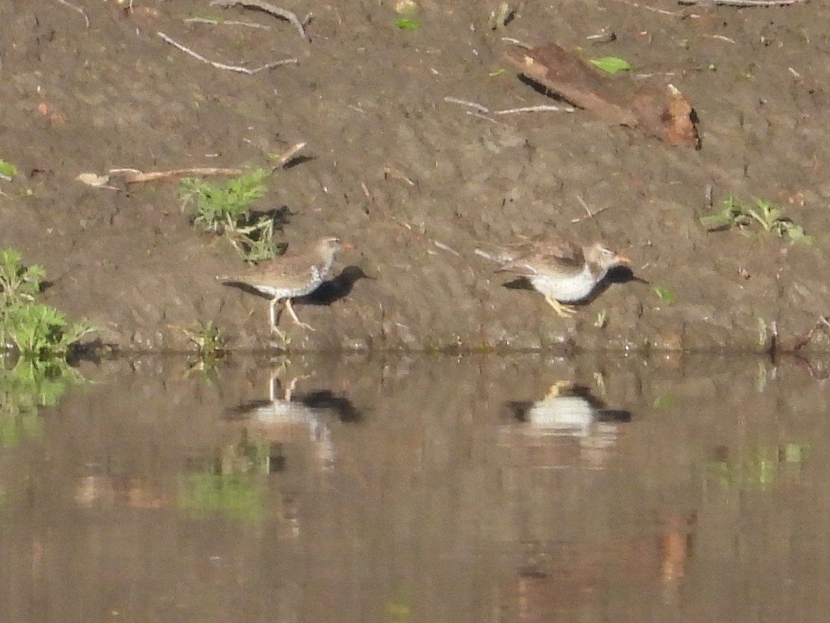 Spotted Sandpiper - ML619742904