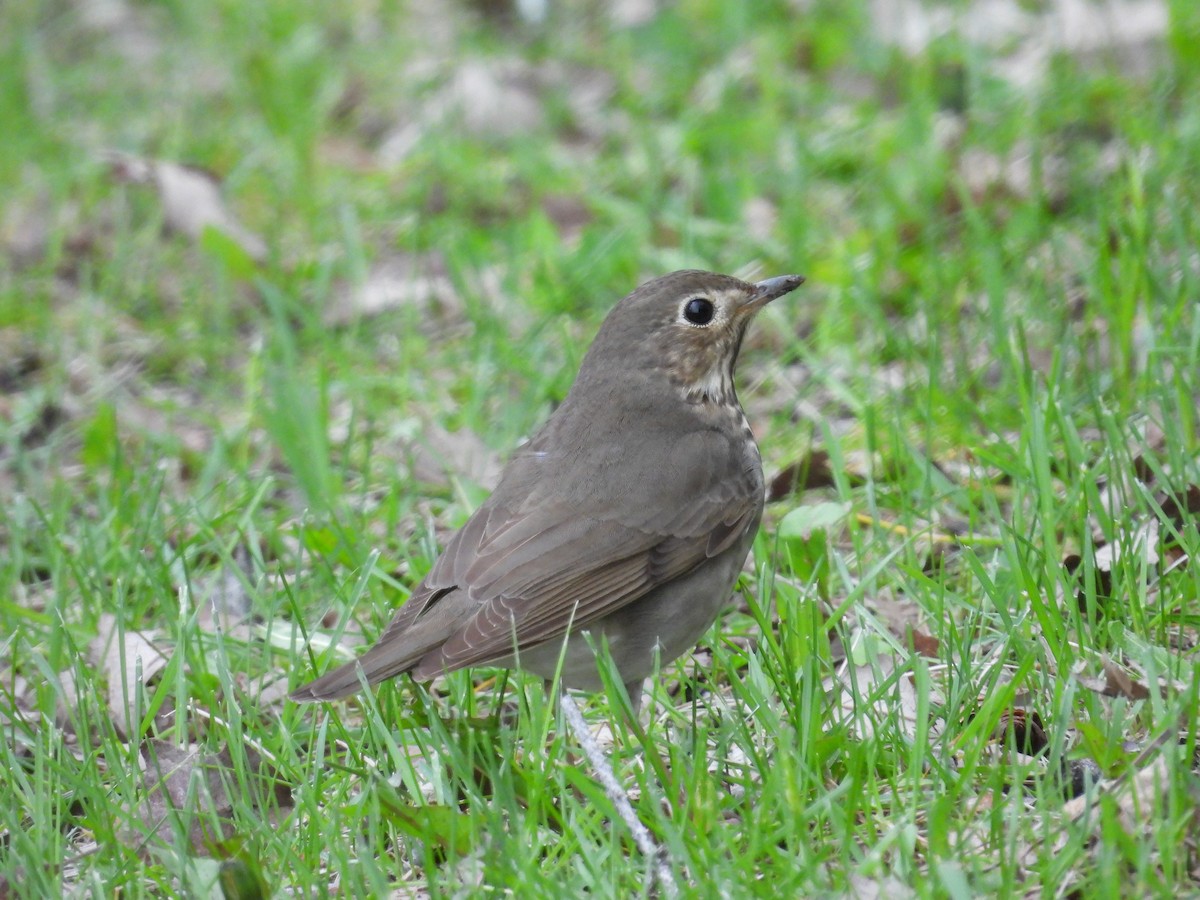 Swainson's Thrush - ML619742914