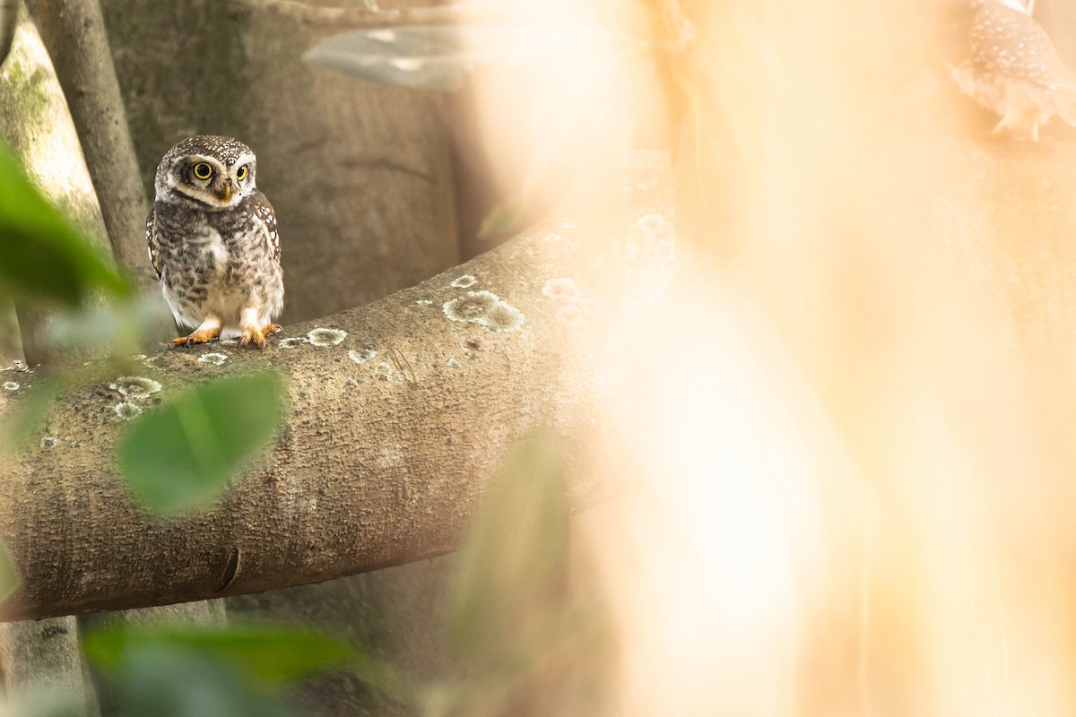 Spotted Owlet - ML619742915