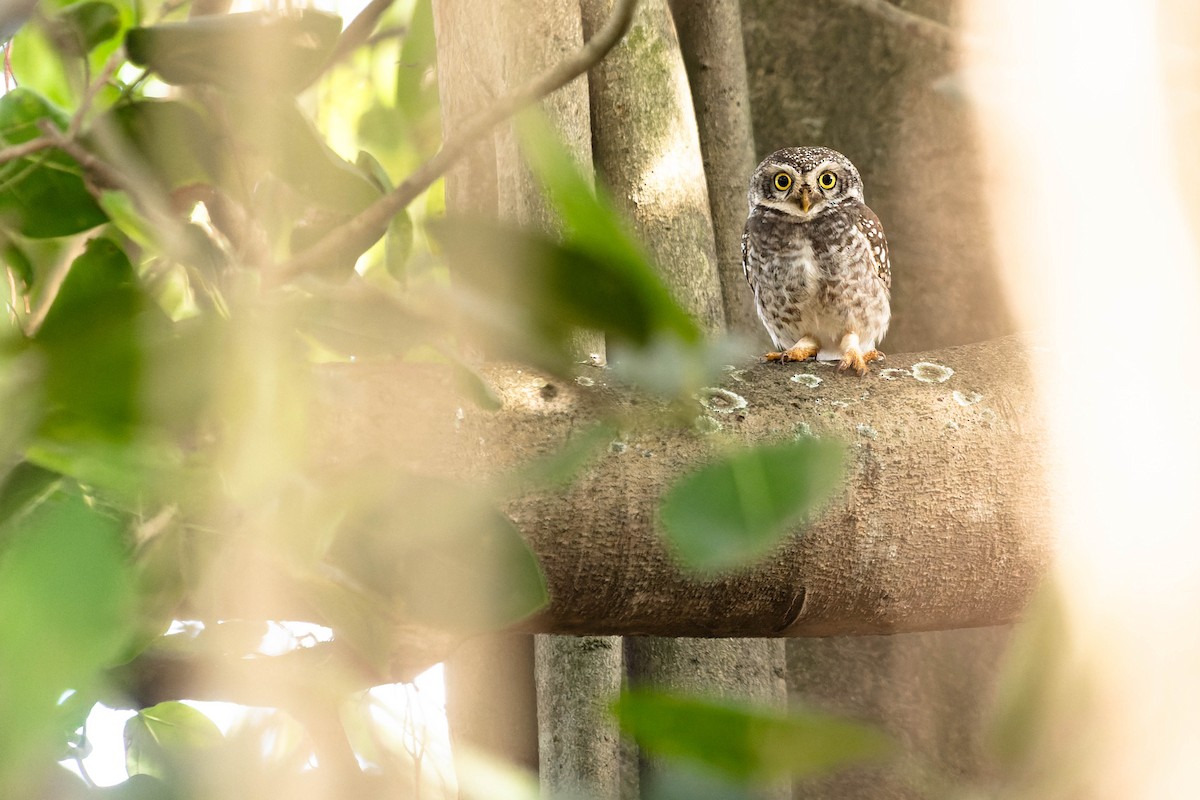 Spotted Owlet - ML619742916