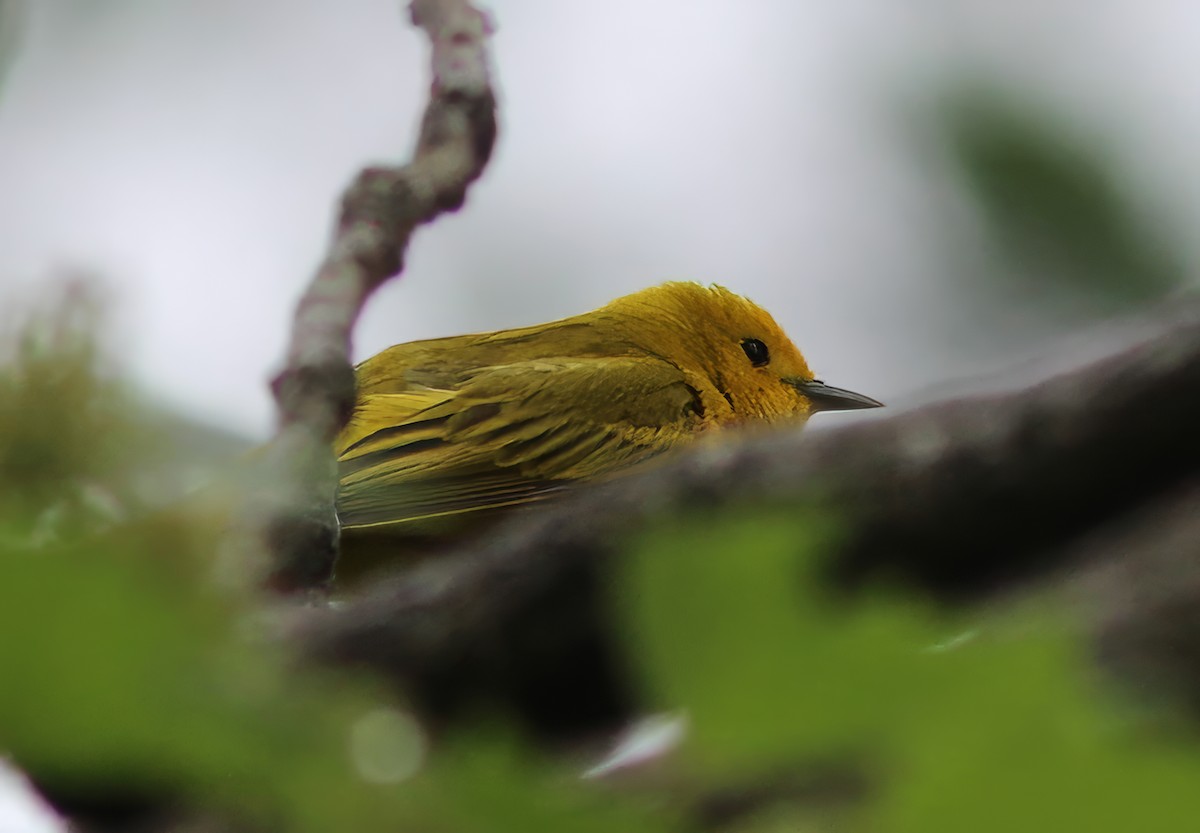 Paruline jaune - ML619742927