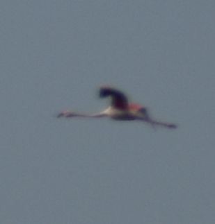 Greater Flamingo - ML619742965