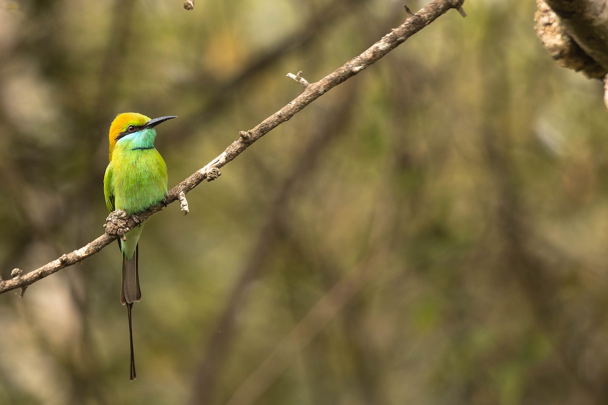Asian Green Bee-eater - ML619742978