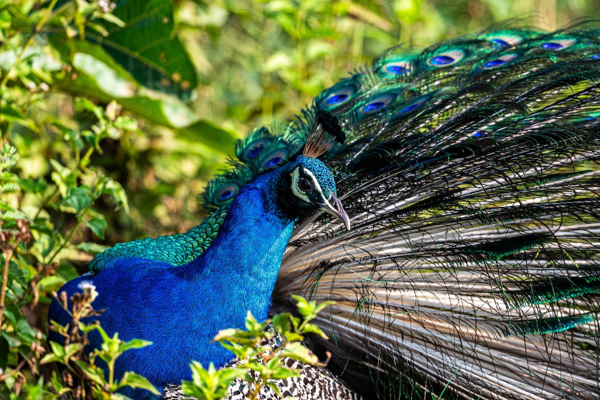 Indian Peafowl - ML619742984