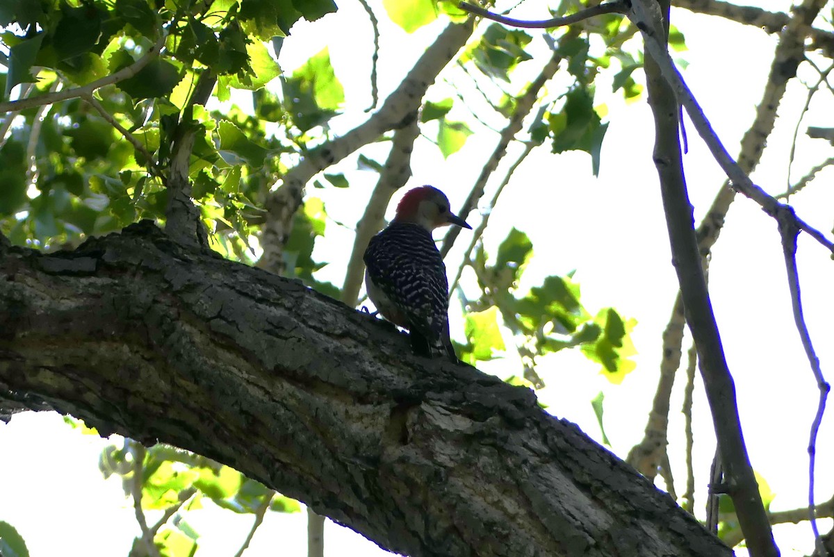 Red-bellied Woodpecker - ML619743003