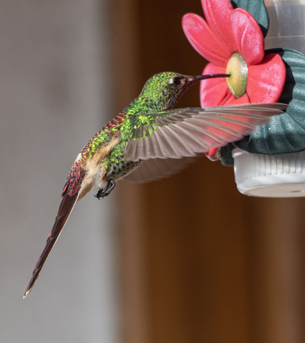 Red-tailed Comet - alejandro vega