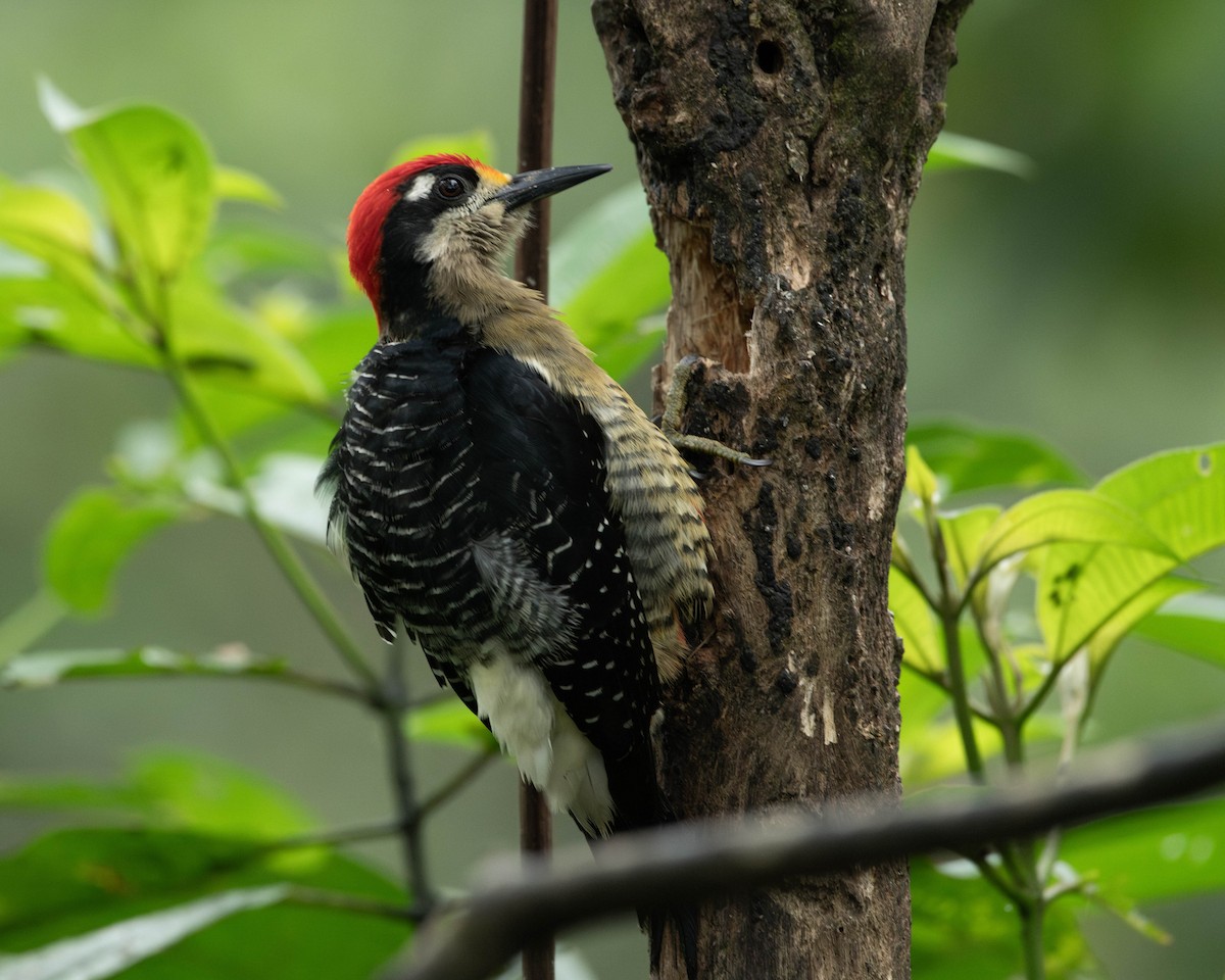 Black-cheeked Woodpecker - ML619743032