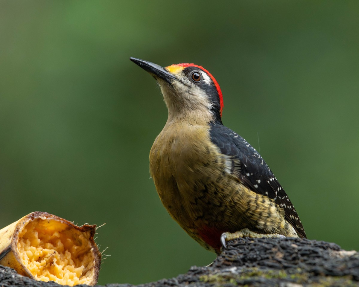 Black-cheeked Woodpecker - ML619743035