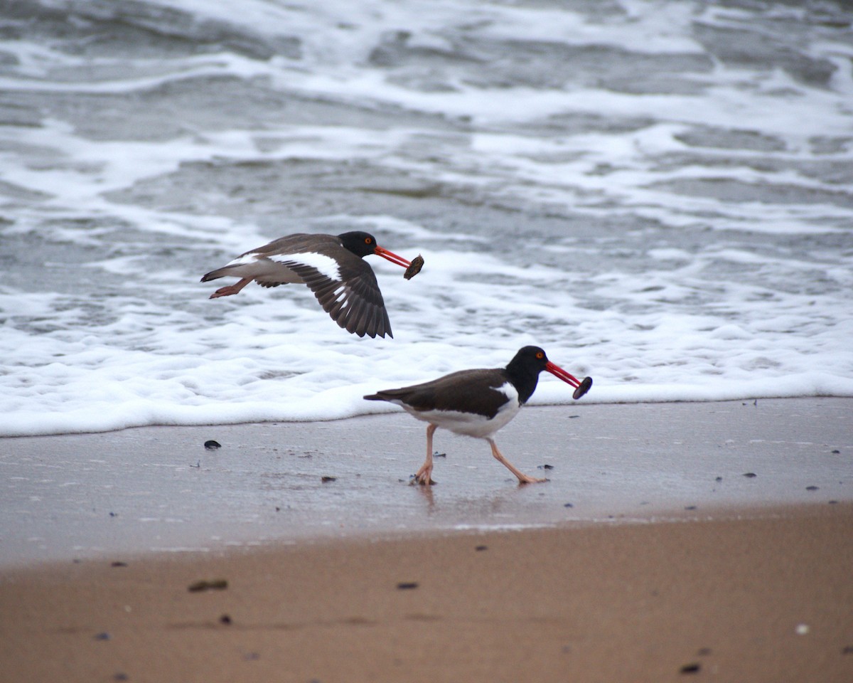 American Oystercatcher - ML619743043