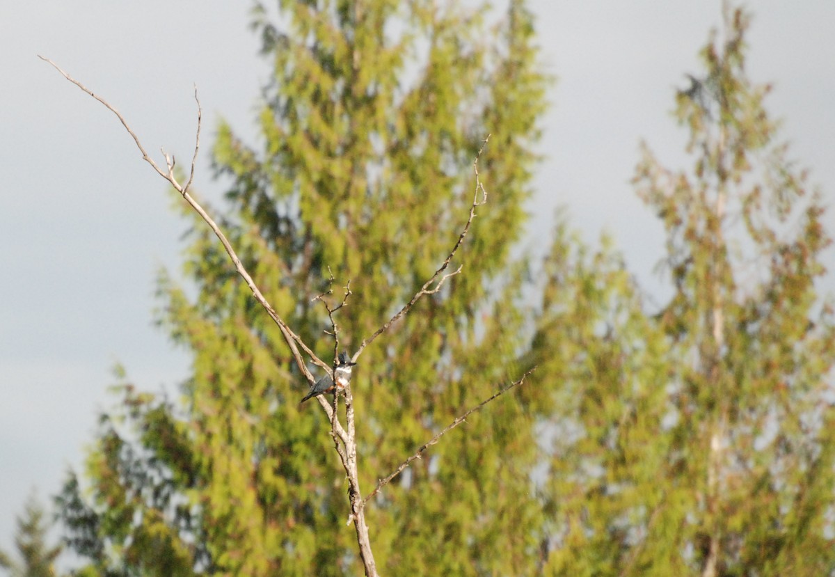 Belted Kingfisher - ML619743060