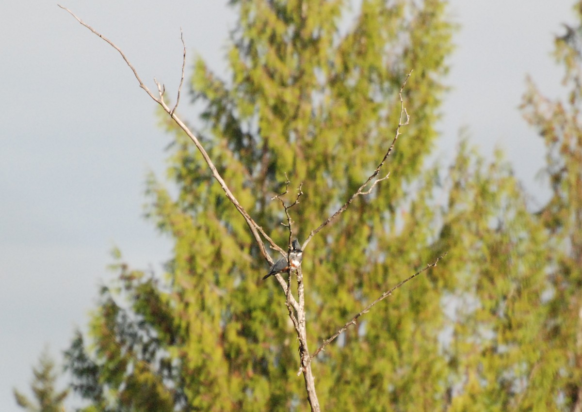 Belted Kingfisher - ML619743062