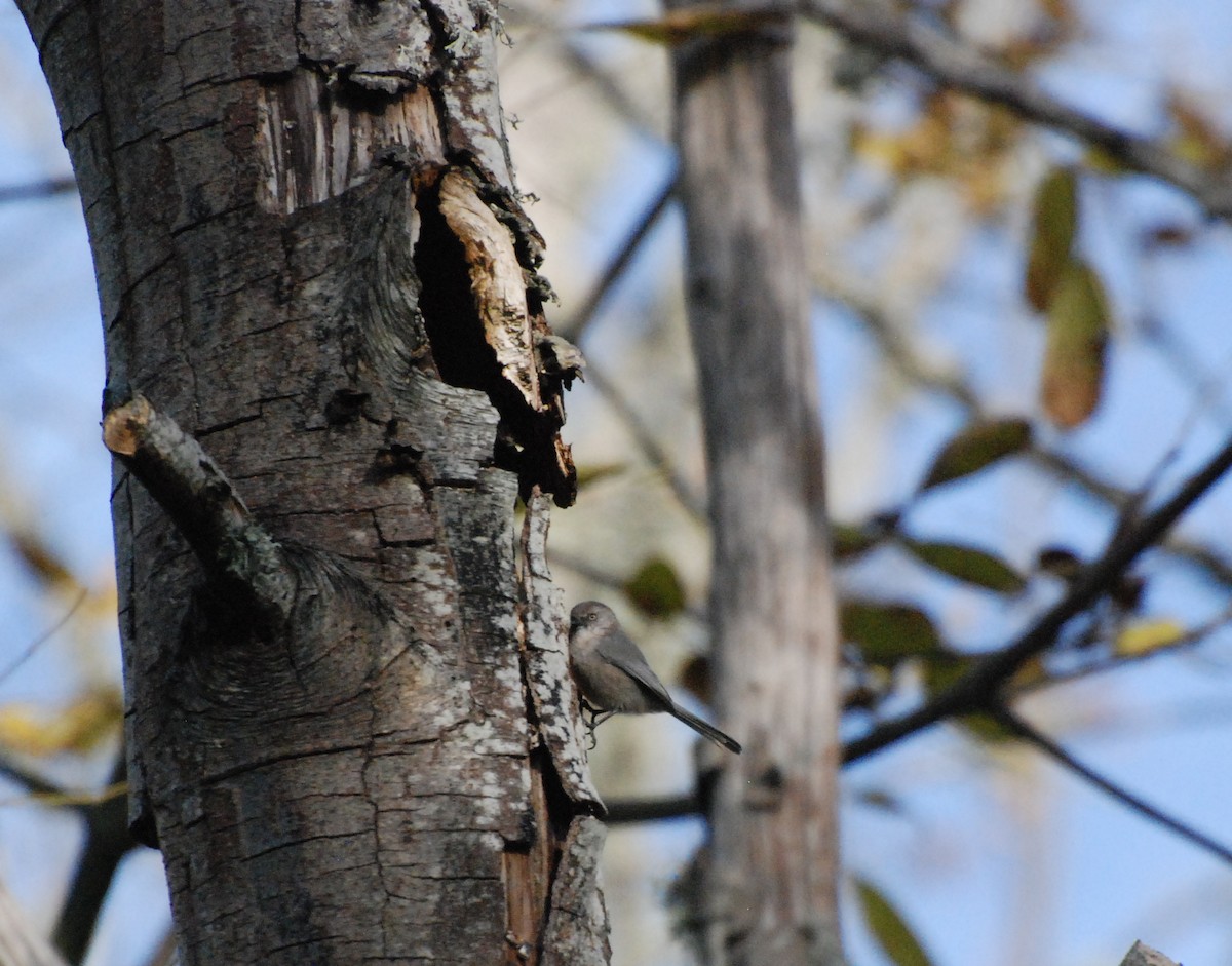 Bushtit - ML619743080