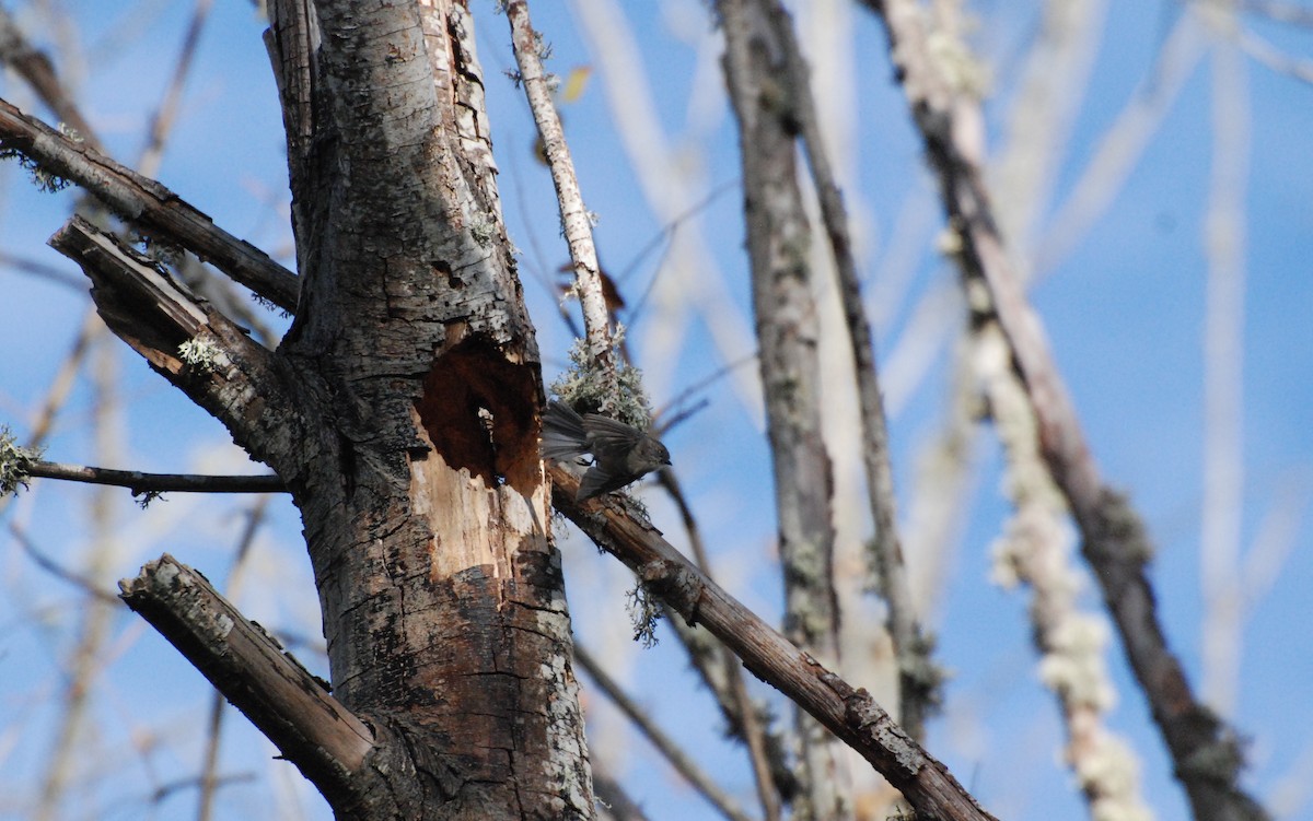 Bushtit - ML619743081