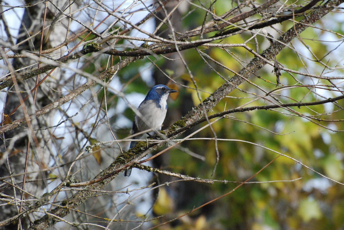 California Scrub-Jay - ML619743094