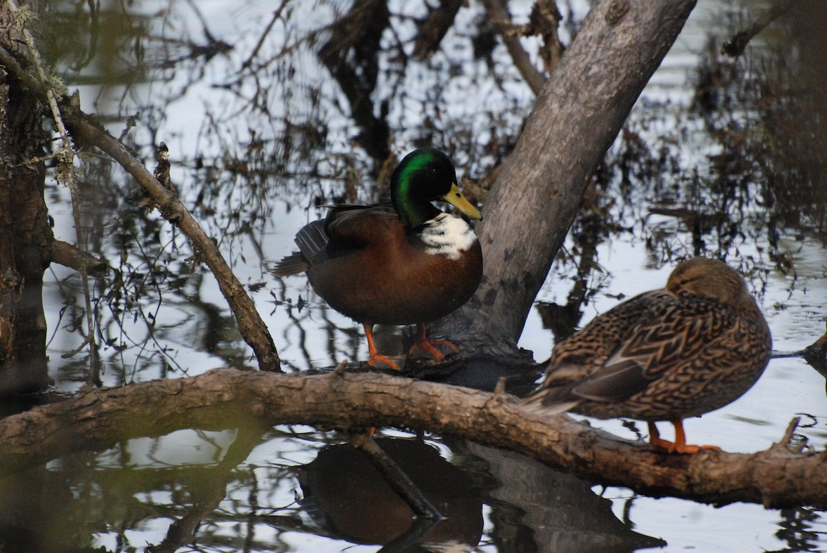 Mallard (Domestic type) - ML619743110