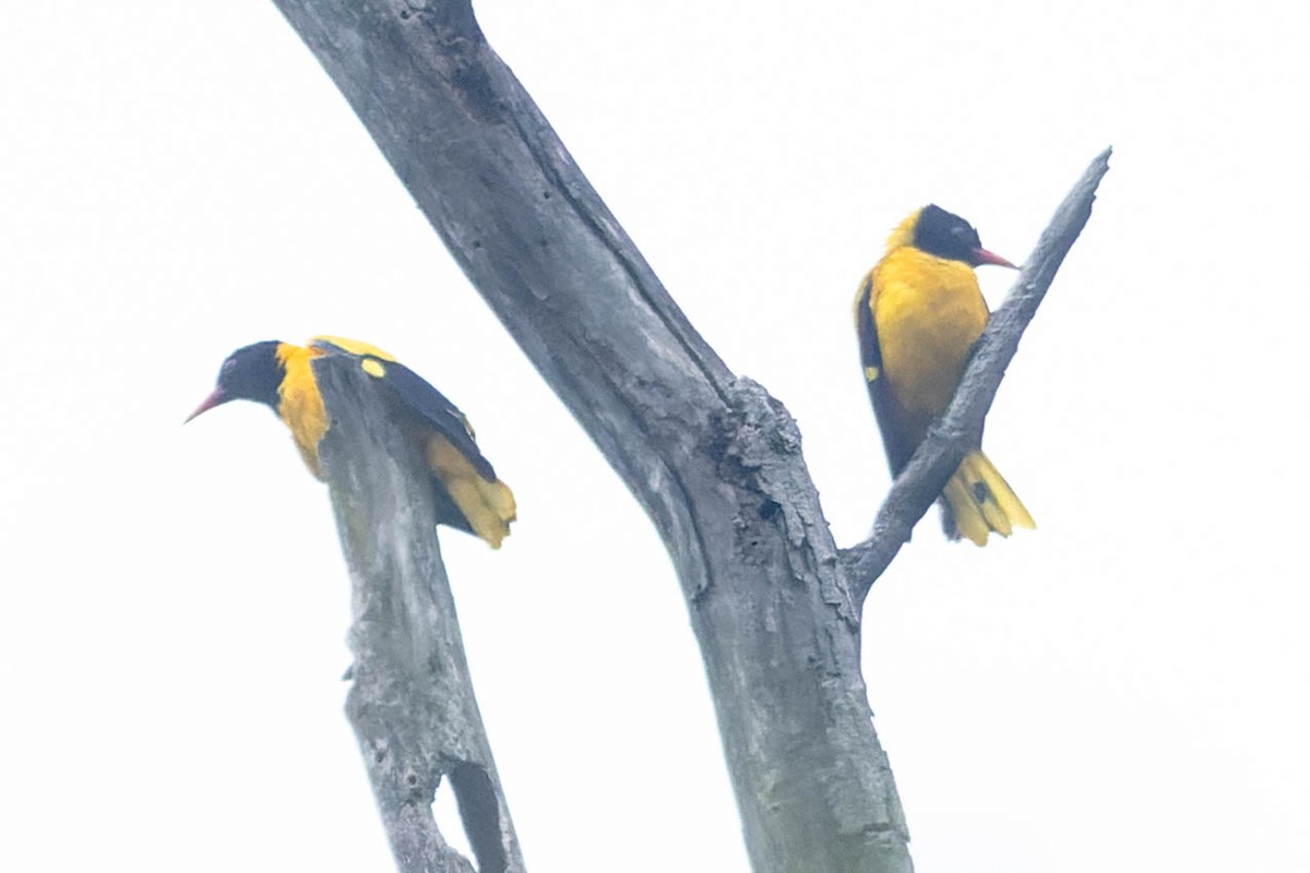 Black-hooded Oriole - ML619743127