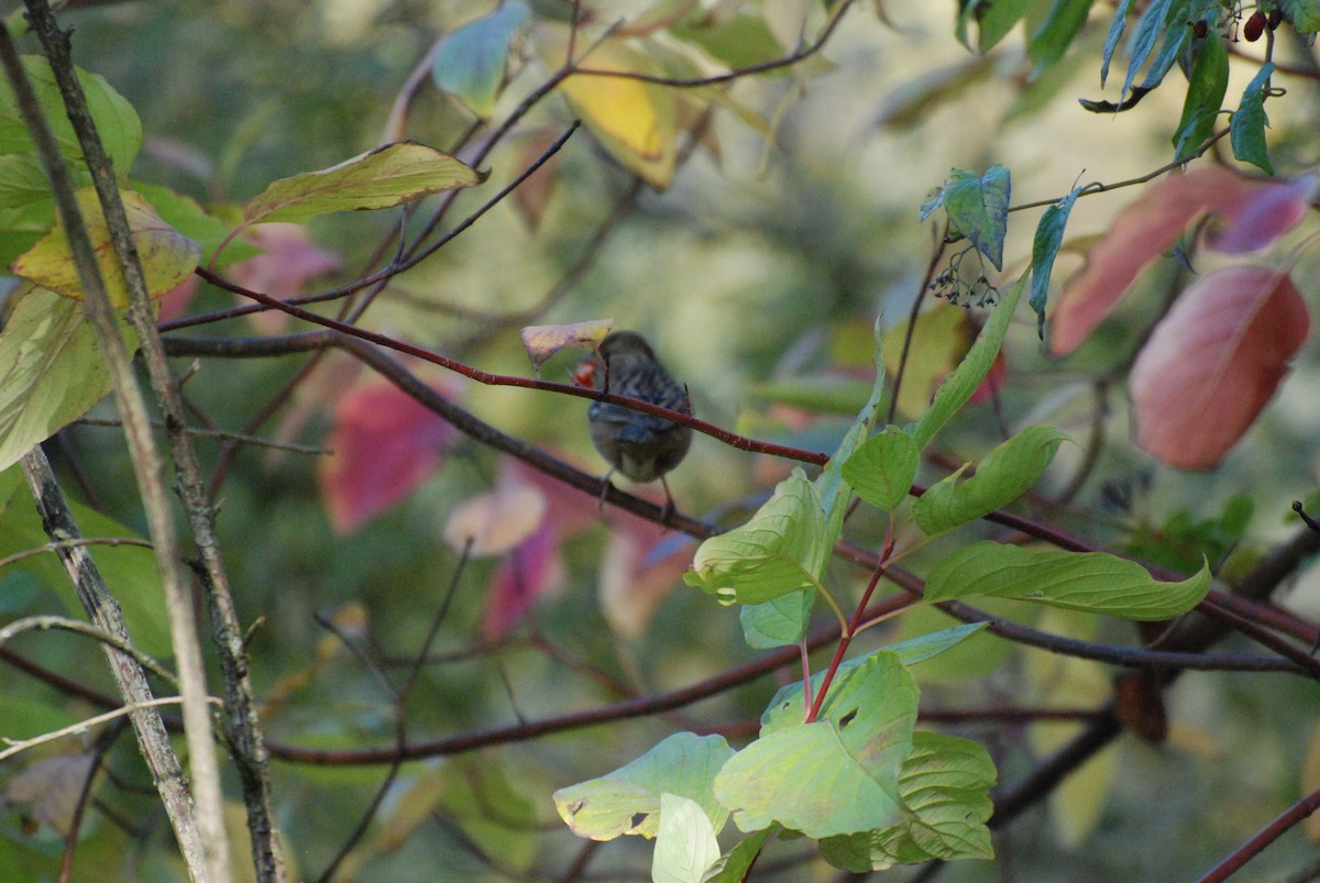 Golden-crowned Sparrow - ML619743136