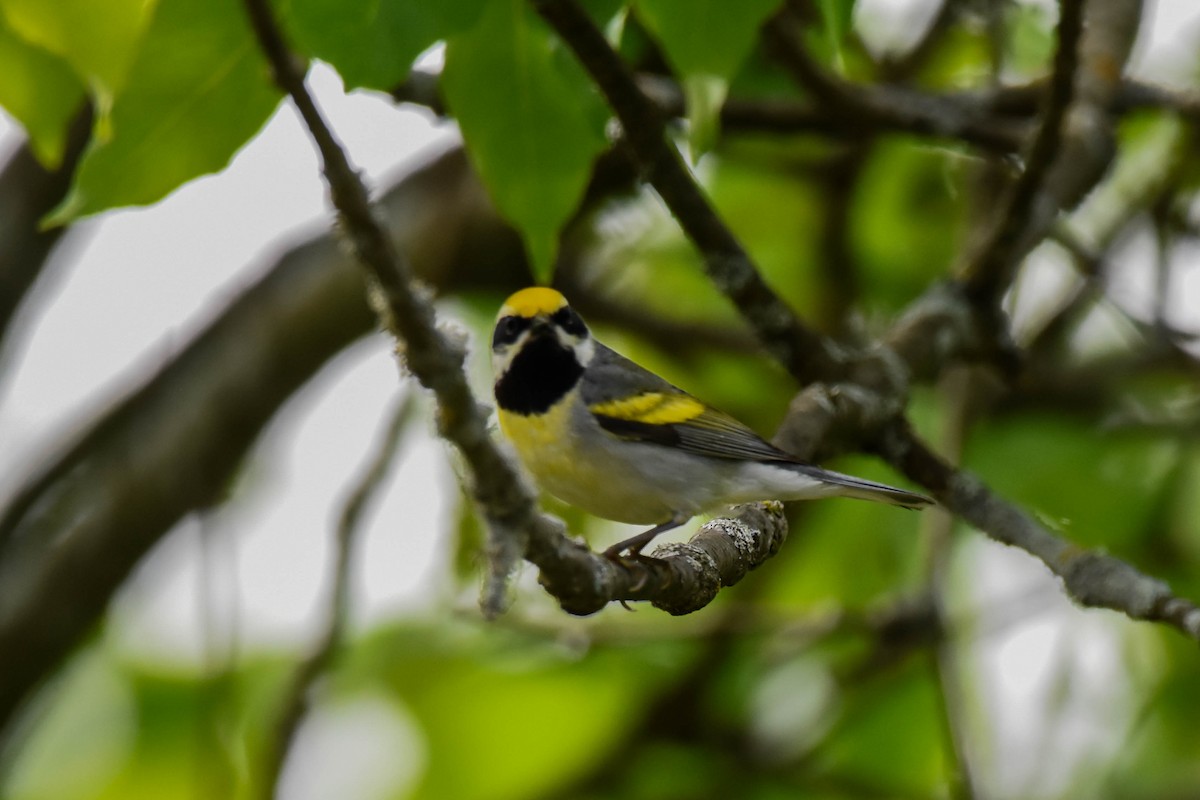 Golden-winged x Blue-winged Warbler (hybrid) - ML619743139