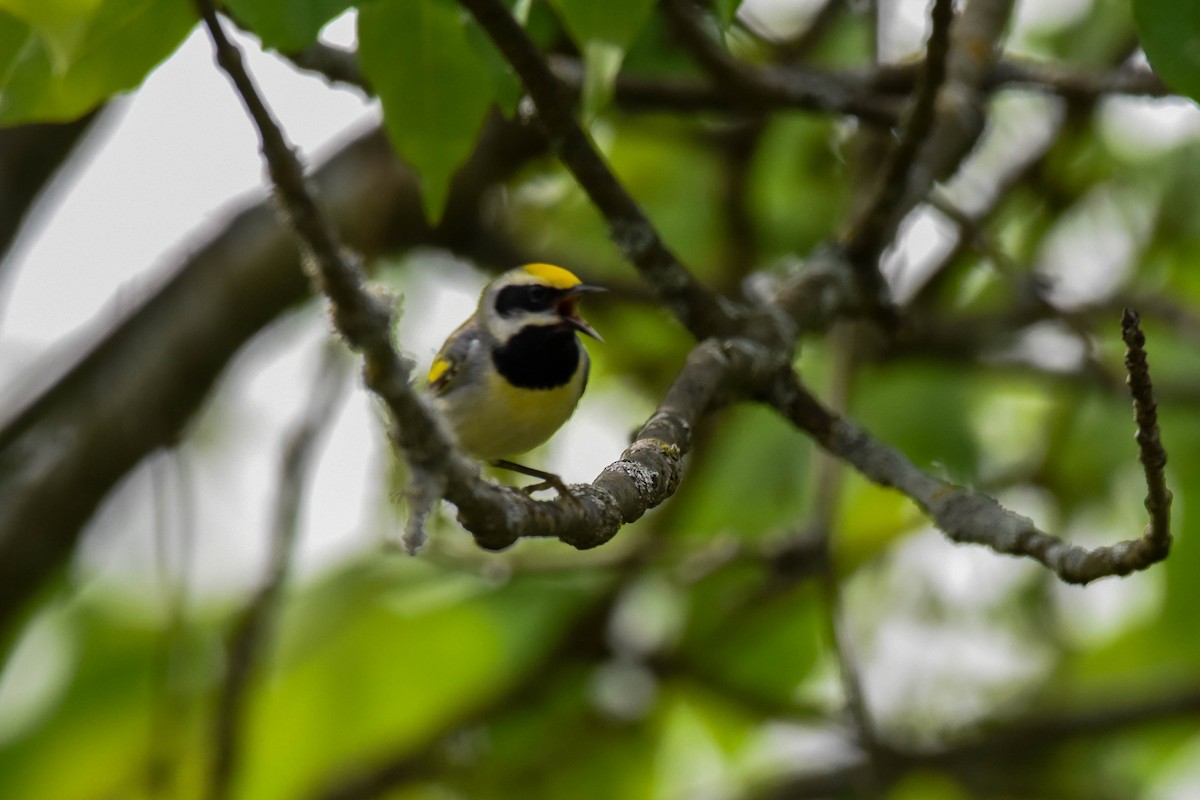 gullvingeparula x blåvingeparula (hybrid) - ML619743140