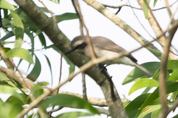 Common Woodshrike - ML619743142