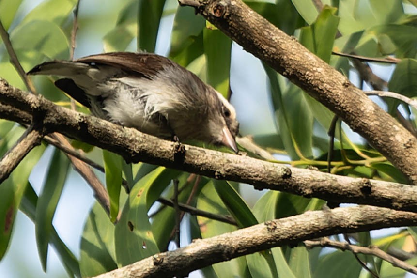 Common Woodshrike - ML619743143