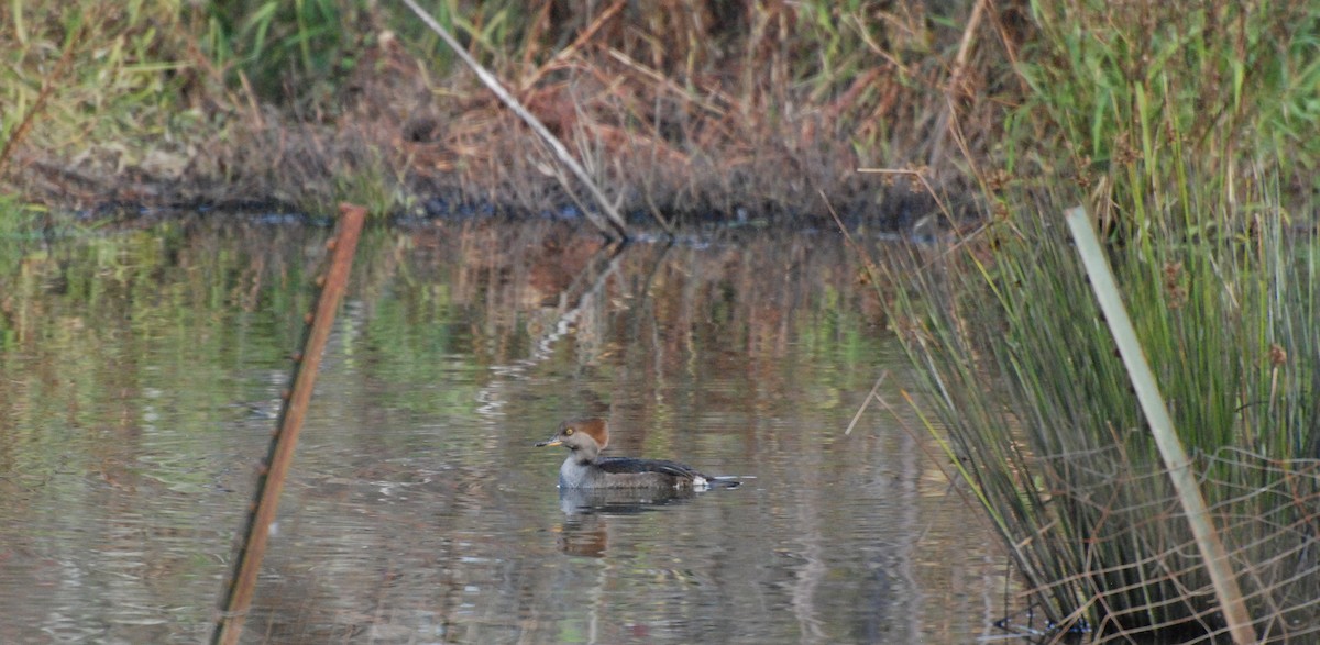 Hooded Merganser - Max Thayer