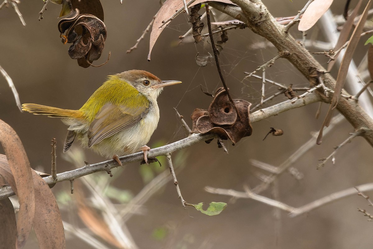 Common Tailorbird - ML619743165