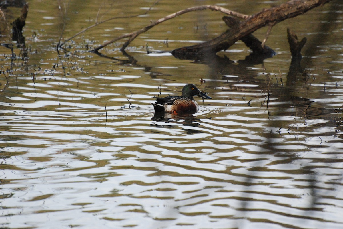 Northern Shoveler - ML619743167