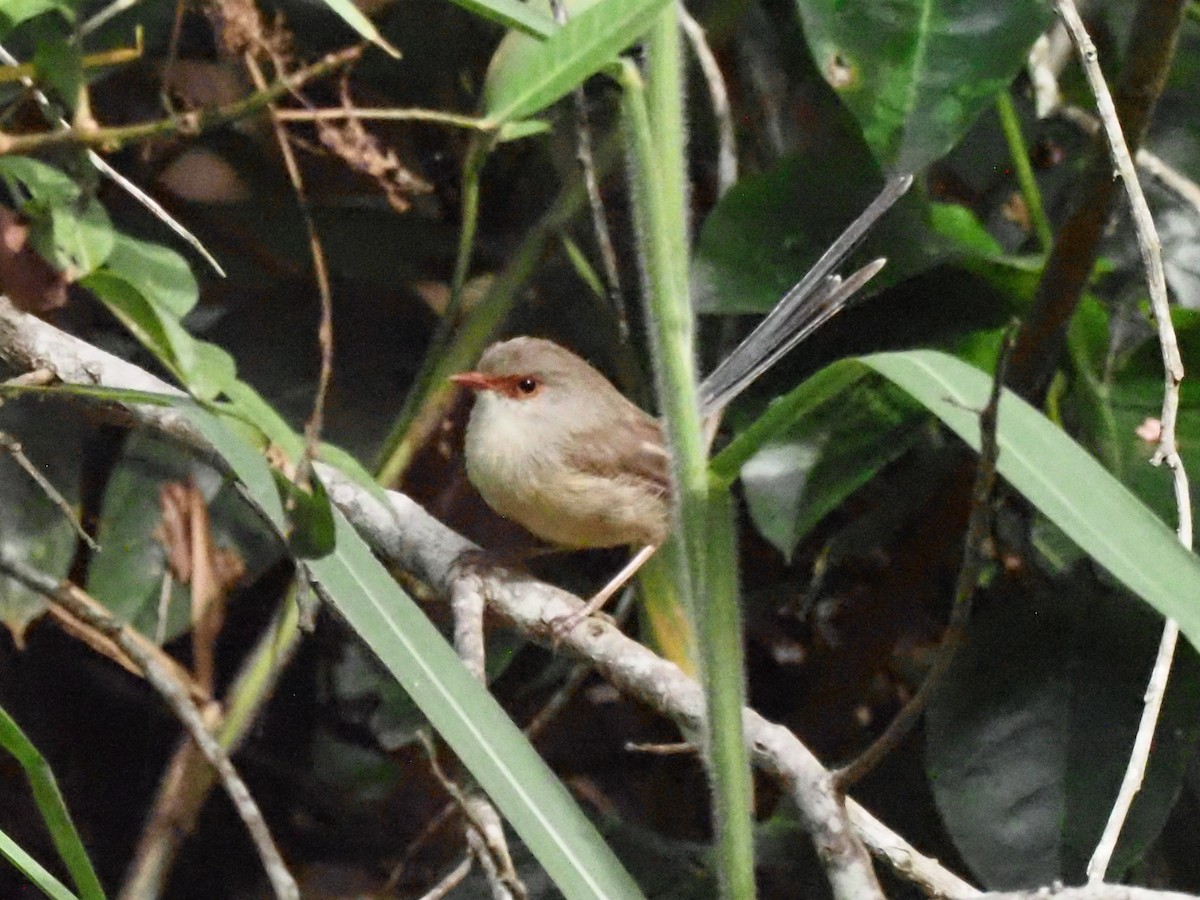 Superb Fairywren - ML619743171