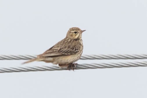 Tree Pipit - ML619743175