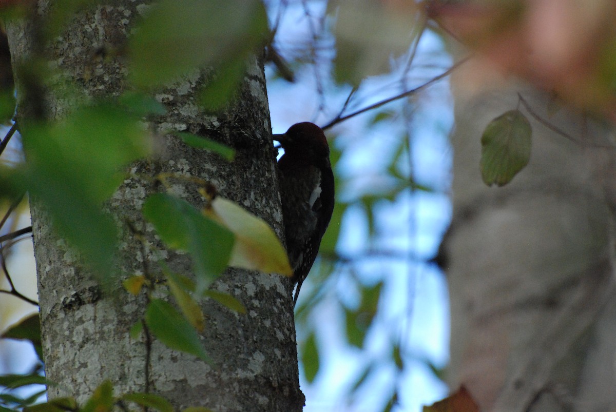 Red-breasted Sapsucker - ML619743187