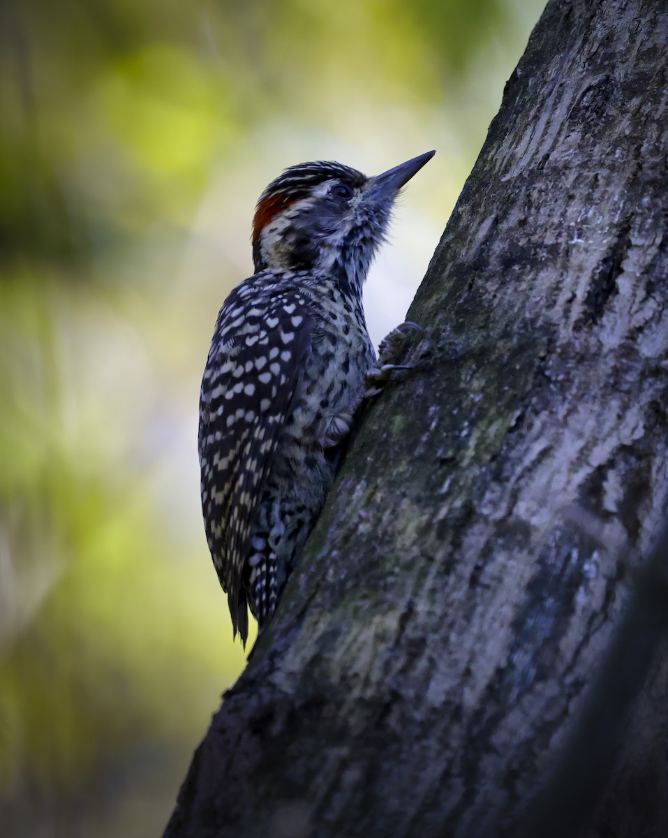 Checkered Woodpecker - ML619743190