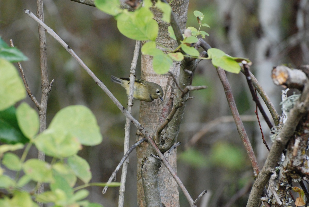 Ruby-crowned Kinglet - ML619743192