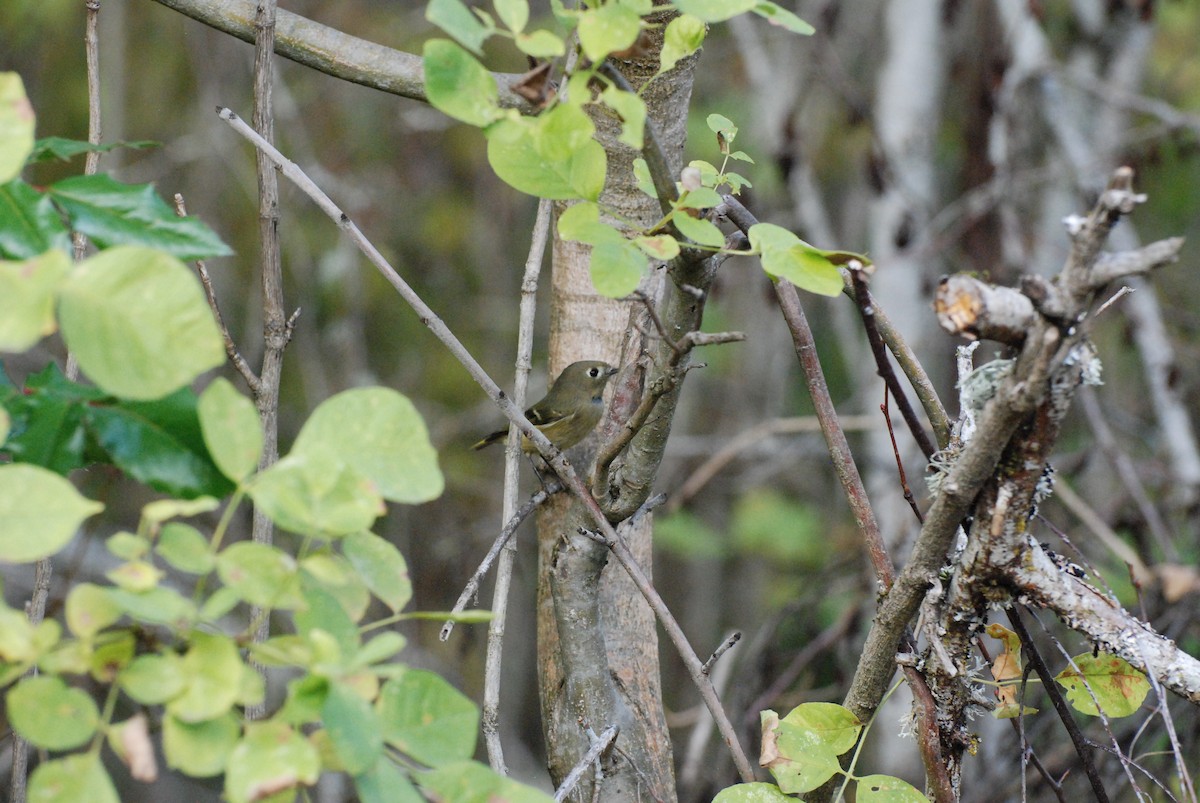 Ruby-crowned Kinglet - ML619743197