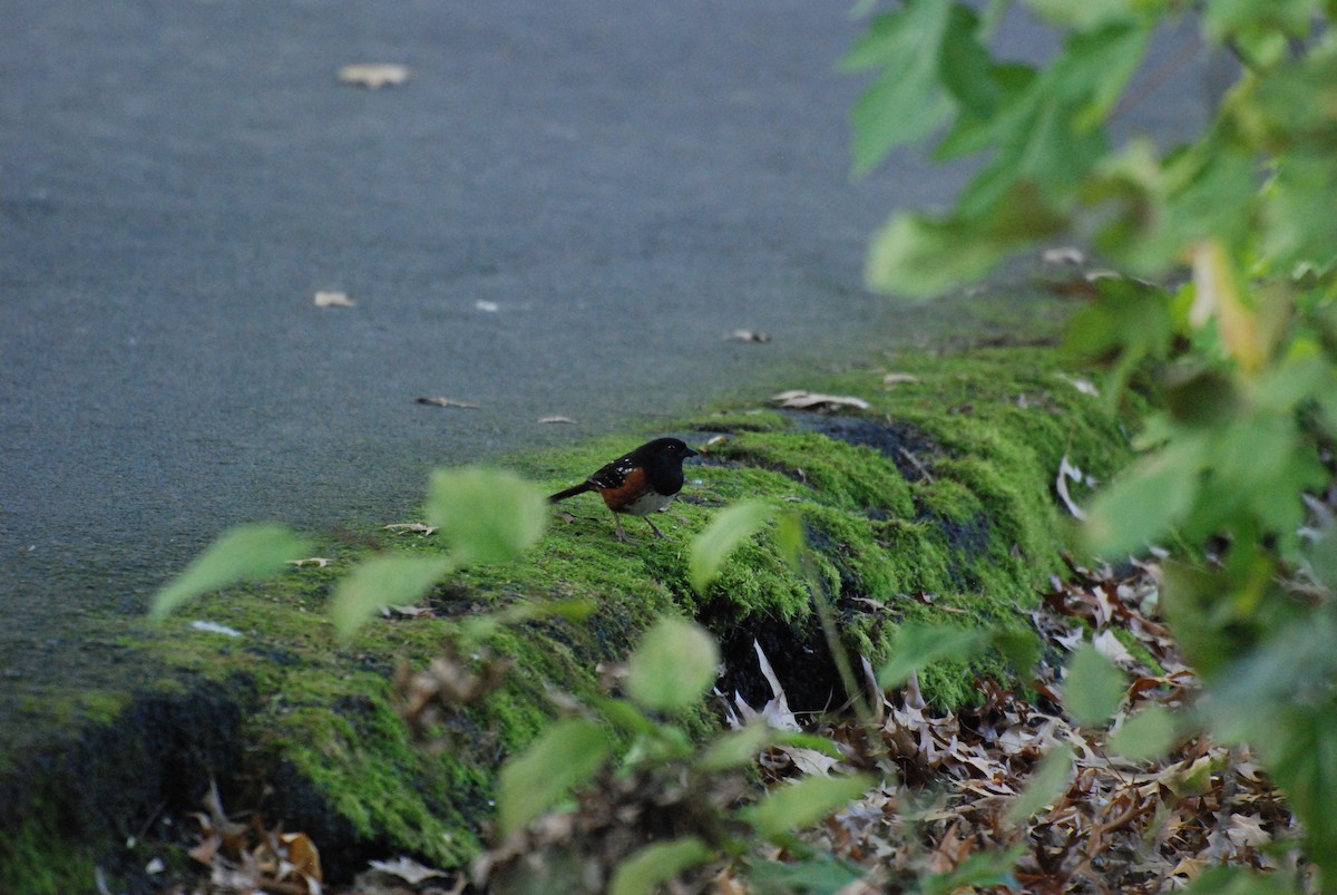 Spotted Towhee - ML619743216