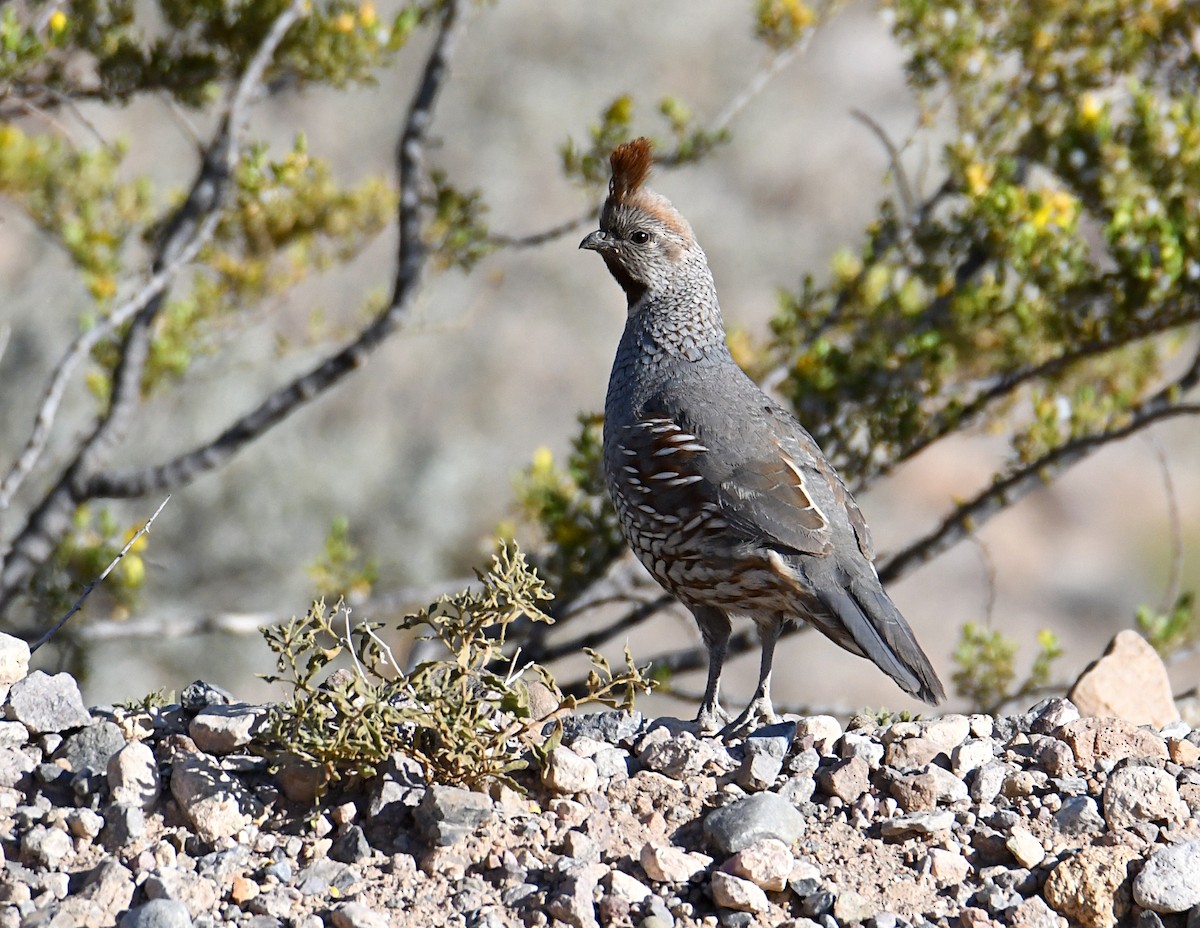 Gambel's Quail - ML619743220