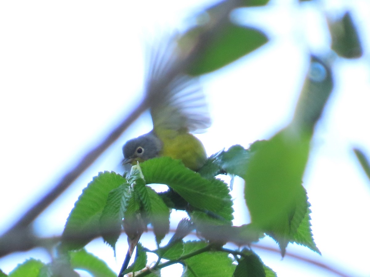 Nashville Warbler - ML619743223