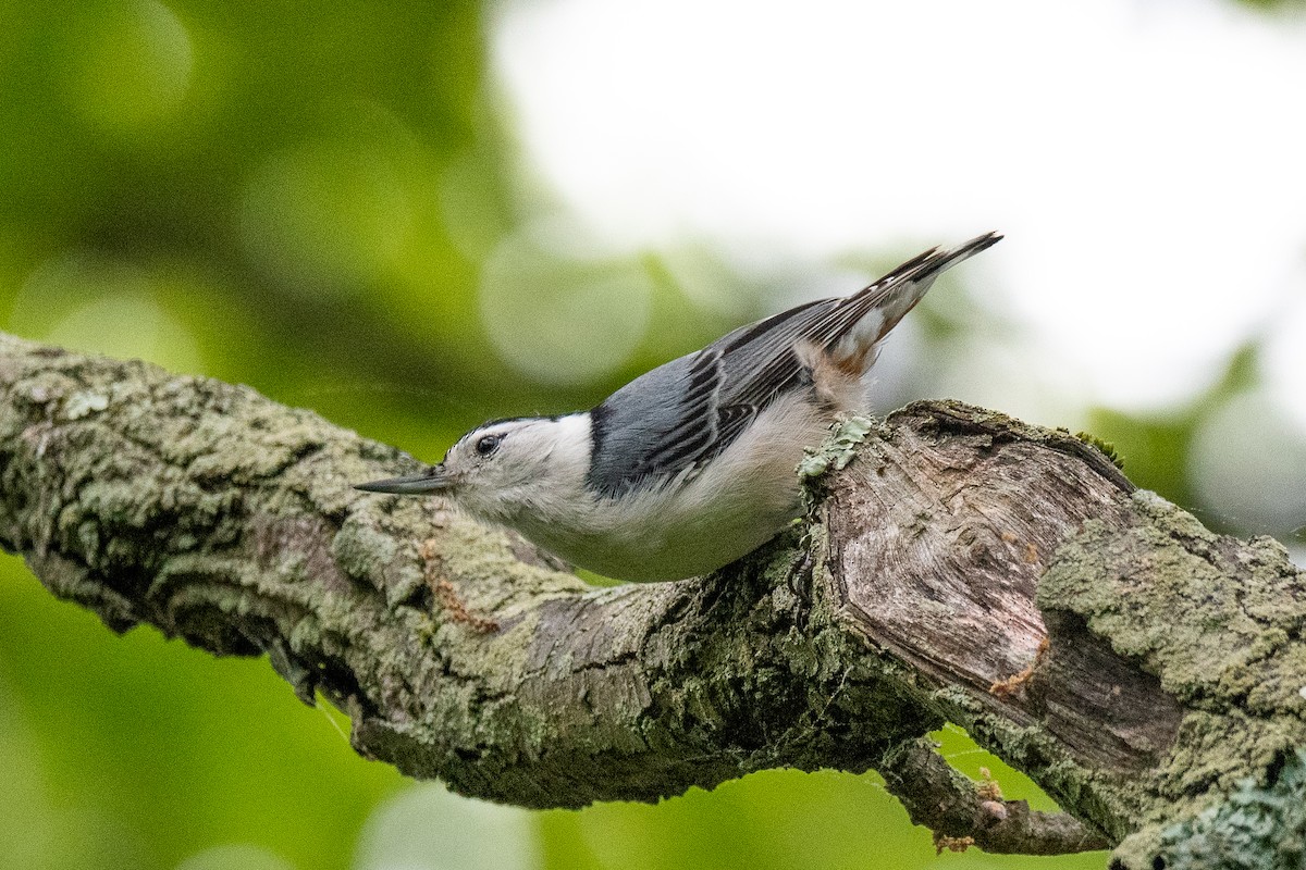 White-breasted Nuthatch - ML619743230