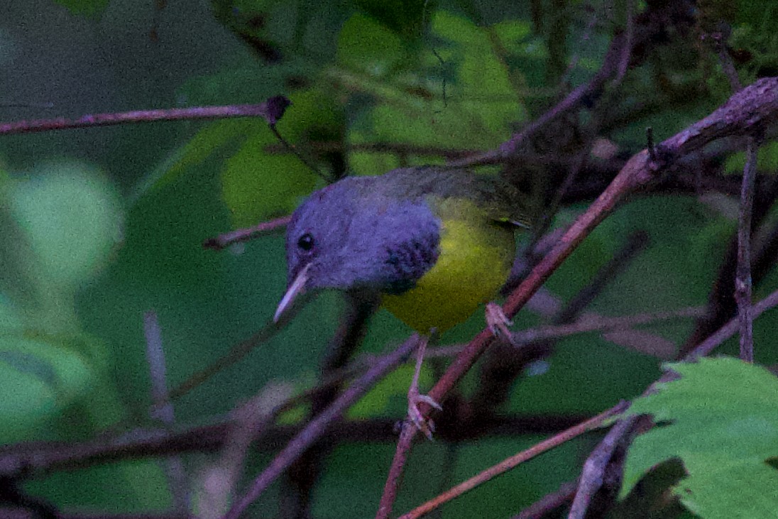 Mourning Warbler - ML619743231