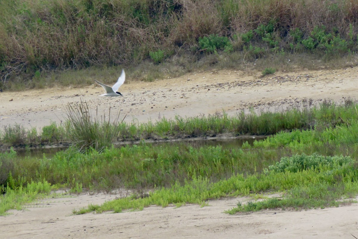 Gull-billed Tern - ML619743236